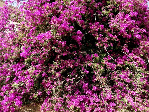 Bouganvillaea rosso mediterraneo cespuglio di fiori rossi — Foto Stock