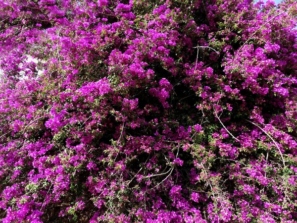 Bougainvillaea vermelho mediterrâneo flores vermelhas arbusto — Fotografia de Stock