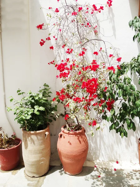 bougainvillaea rethymno City Yunanistan arasında geleneksel sokak 