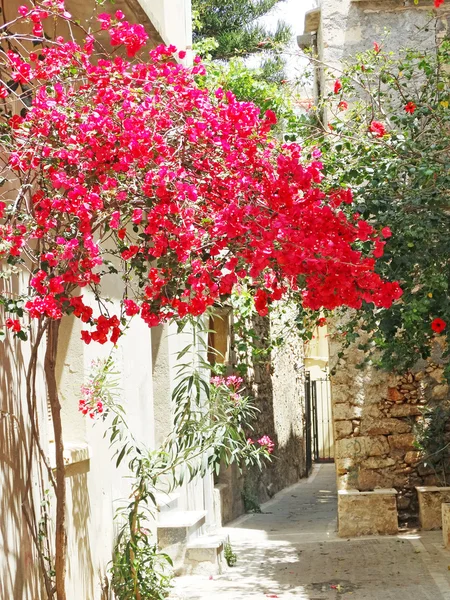 Traditionele straat onder bougainvillaea in rethymno stad Griekenland — Stockfoto