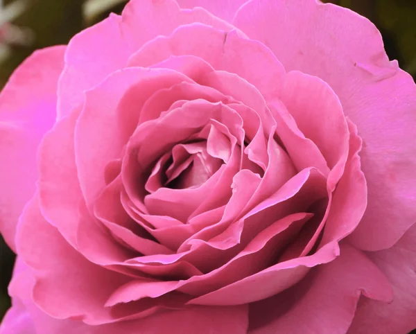 Flores rosa campo de verano fondo floral —  Fotos de Stock