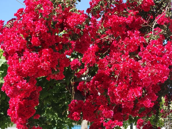 Bougainvillaea vermelho mediterrâneo flores vermelhas arbusto — Fotografia de Stock