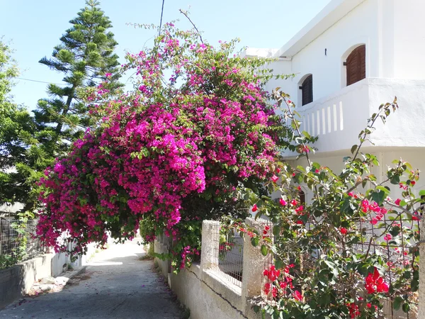 Bougainvillaea rethymno City Yunanistan arasında geleneksel sokak — Stok fotoğraf