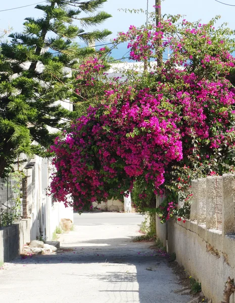 Tradiční ulice mezi buganvilejemi v městě rethymno, Řecko — Stock fotografie