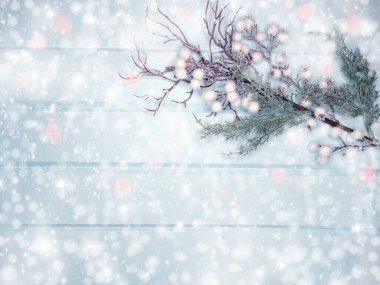 Kış Noel arkaplanı köknar dalları koniler ve mavi ahşap dokuda kar                              