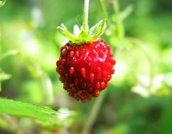 Bagas de morango selvagens sobremesa de frutas — Fotografia de Stock