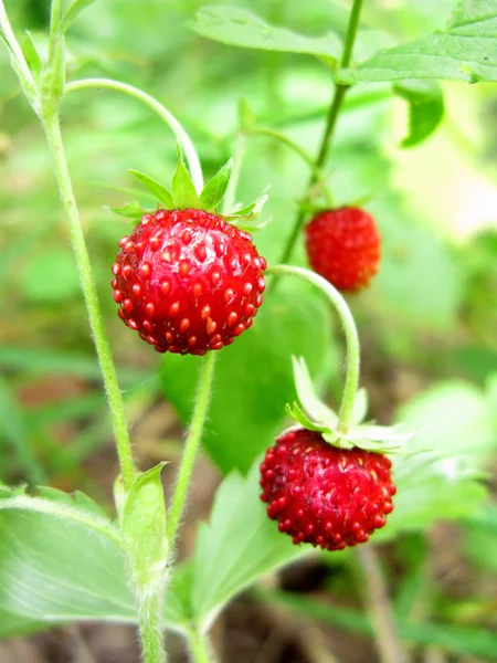 Bagas de morango selvagens sobremesa de frutas — Fotografia de Stock