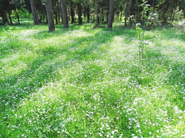 Bahar orman ve çiçek alan