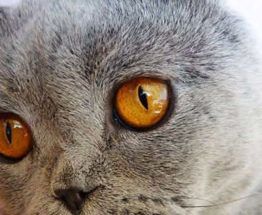 İskoç fold kedi hayvan portre