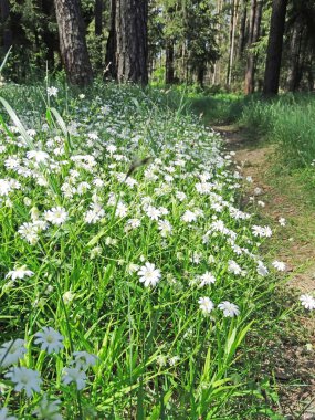 Bahar orman ve çiçek alan