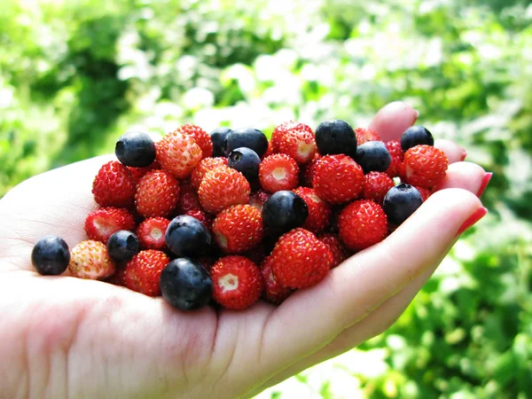 Morango selvagem bagas de mirtilo sobremesa de frutas — Fotografia de Stock