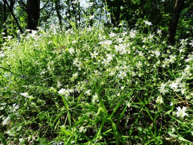 Bahar orman ve çiçek alan