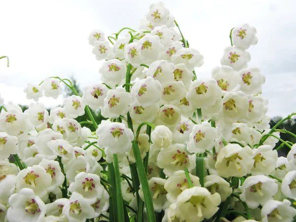 谷のユリの花の花束 — ストック写真