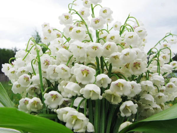 Bouquet of lily of the valley flowers — Stock Photo, Image