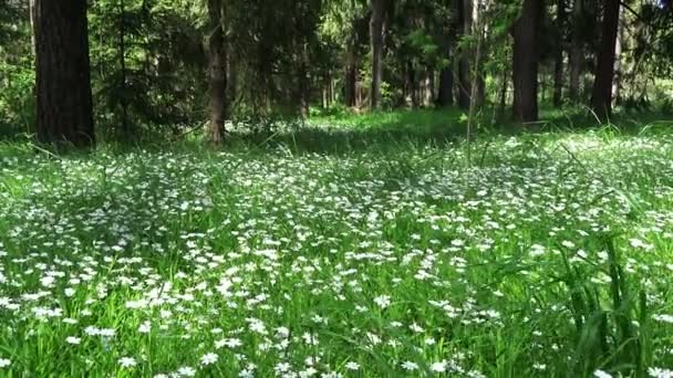 Voorjaar bos en veld van bloemen — Stockvideo