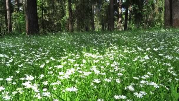 Floresta de primavera e campo de flores — Vídeo de Stock