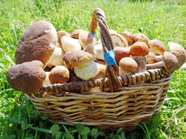 Taze orman mantarları sepette