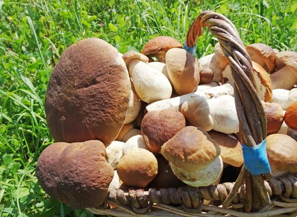 Fresh forest mushrooms in the basket — Stock Photo, Image