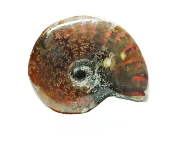 Ammolite shell mineralne kryształu geologiczne — Zdjęcie stockowe