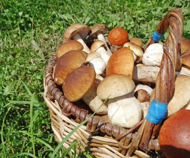 Taze orman mantarları sepette