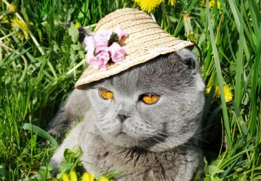 İskoç fold kedi hayvan portre