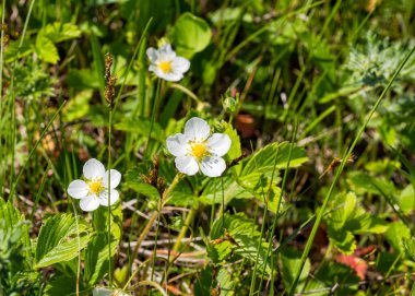 Çilek çiçekleri seçici odağı kapatır