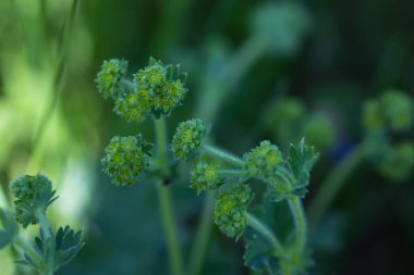 Yeşil sarı çiçekler kapanıyor