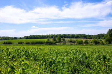 İlkbahar kırsal arazisi. Çimen, orman, tarla, gökyüzü.