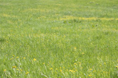  Merkezde doğal bahar yeşili bitkisel arka plan odağı