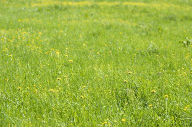 Bahar yeşili tarla sarısı çiçekler ön plan odağı