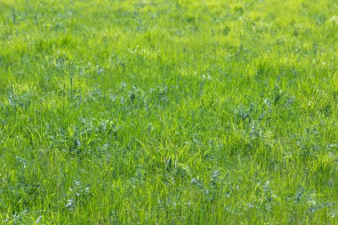 Doğal arka plan dokusu olarak vahşi taze çimenlerin parlak yeşil alanı.