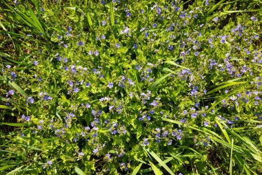 Yeşil çimen küçük mavi çiçekler üst manzara