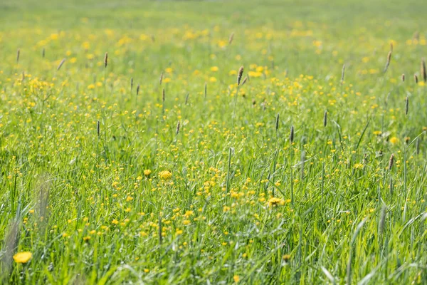 Sarı Çiçekli Yeşil Çimen Tarlası Seçici Odak Noktaları — Stok fotoğraf