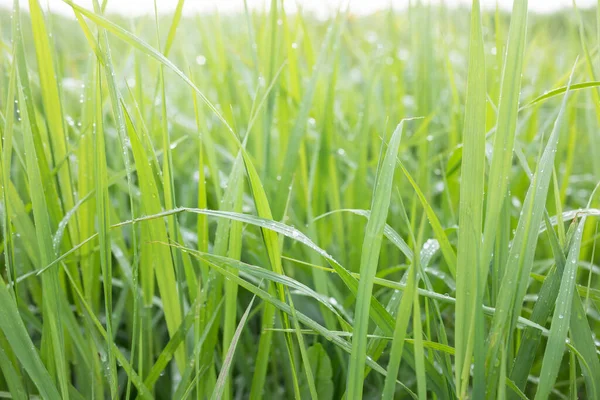 Fresh Green Grass Rain Drops Selective Focus — Stock Photo, Image