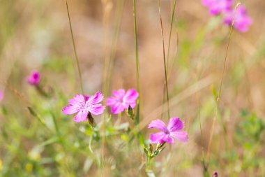  Pembe karanfil çiçekleri seçici odak bulanıklığını kapatır