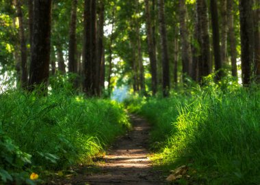 Yaz ormanında patika. Güneş puslu, bulanık, seçici odaklanma.