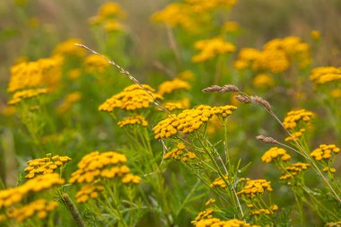 Sarı taneli çiçekler seçici odağı kapatır