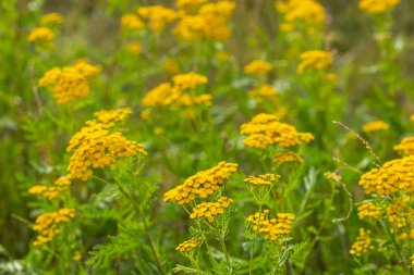 Sarı taneli çiçekler seçici odağı kapatır