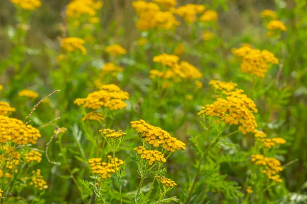 Желтые Цветы Зеленая Трава Природный Летний Луг Близко — стоковое фото