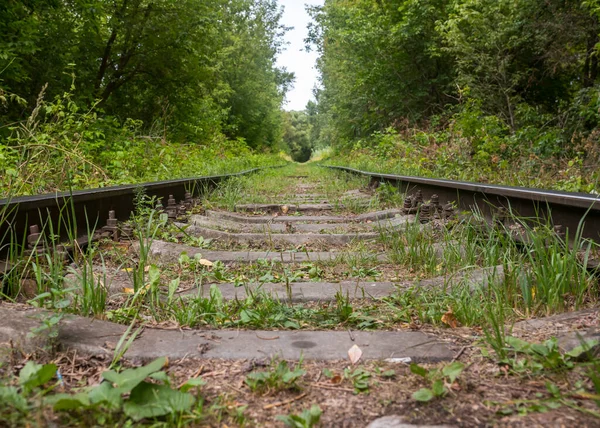Ormandaki Eski Demiryolu — Stok fotoğraf