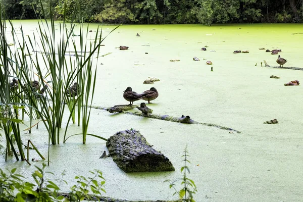 Green pond overgrown with duckweed with ducks and garbage
