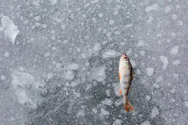 One perch fish and on the ice on the river. Ice fishing. Fish background. Winter fishing concept. High quality photo