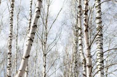 Huş ağacı ormanı, ilkbaharda, mavi gökyüzü arka planında. Yüksek kalite fotoğraf