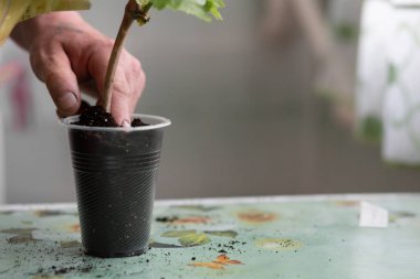 Close-up of a mans hand plants a grape seedling in the ground. Place for your text