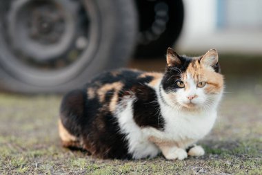  Kedi bir araba tekerinin arka planında oturur. Yüksek kalite fotoğraf