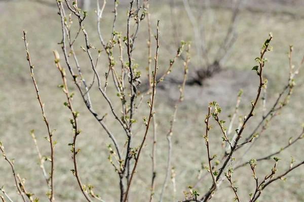 Arbusto Grosella Con Pequeñas Hojas Verdes Día Primavera Lugar Para — Foto de Stock