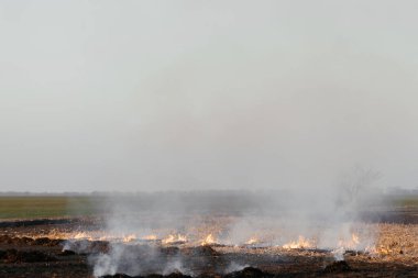  Gökyüzünün arka planında yanan mısır tarlası. Hasat et. Metnin için yer.