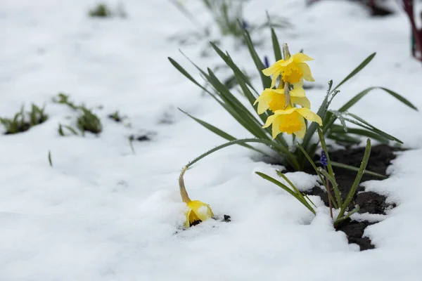 Jonquille jaune fleurie sur fond de neige tombante. Le printemps. Avril. Photo en gros plan avec place pour votre texte. — Photo