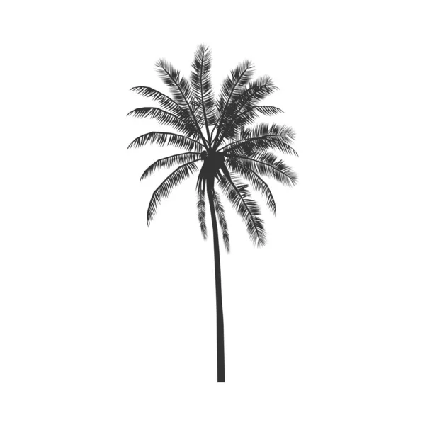 Icono Palmera Signo Palma Tropical Aislado Sobre Fondo Blanco Símbolo — Vector de stock