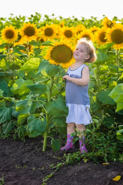 Malá holčička v poli slunečnic — Stock fotografie